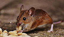 24 Hour & Emergency Exterminators in Adams Mills, OH